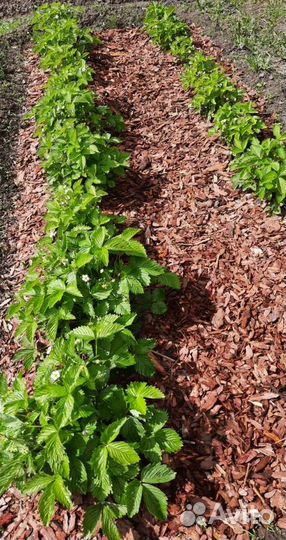 Мульча кора лиственницы