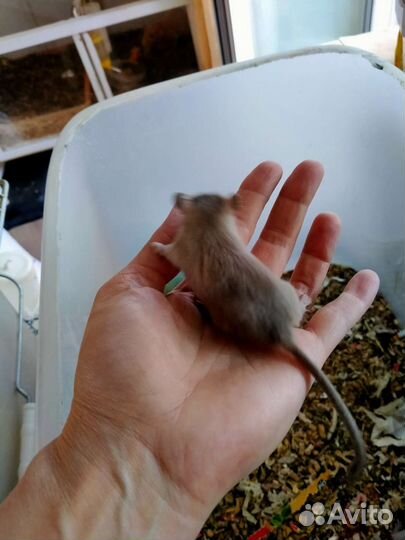 Мышки песчанки