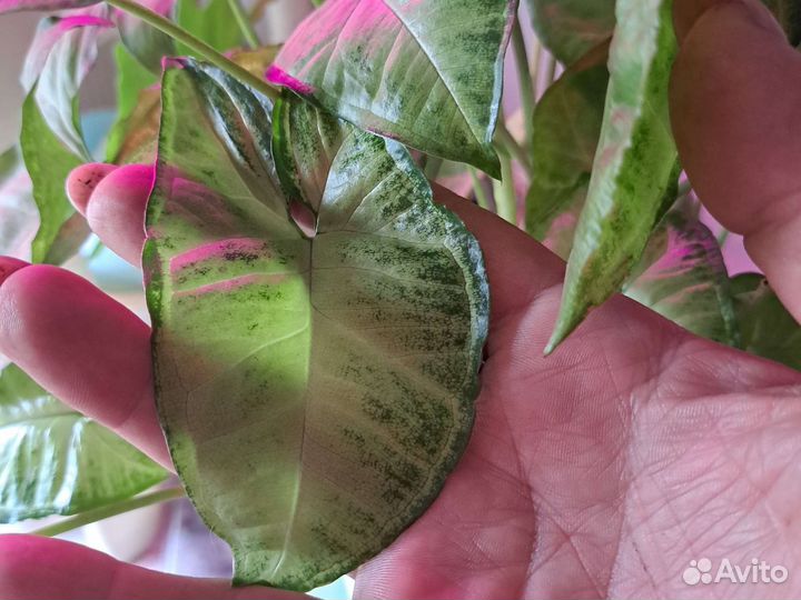 Сингониумы