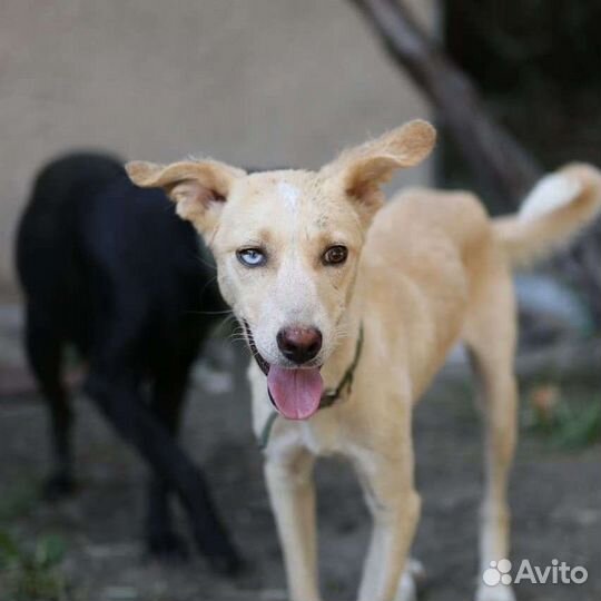 Собака в добрые руки девочка(метис хаски)