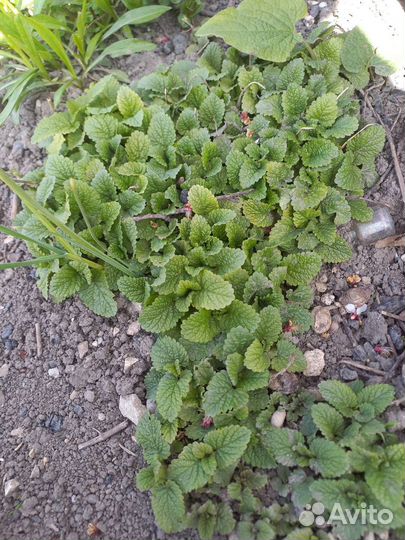 Мята и Мелисса