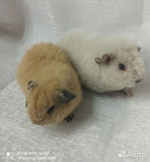Морские свинки Тедди