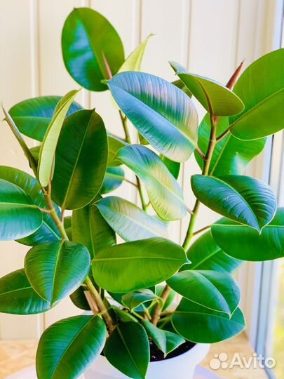 Фикус Эластика Робуста, Мелани