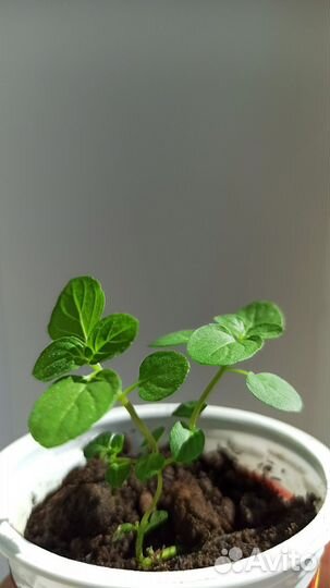 Монарда / бергамот садовый