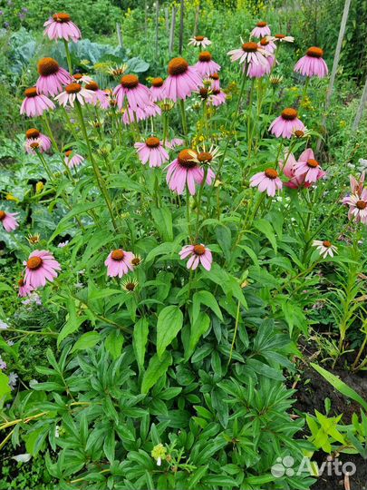 Эхинацея