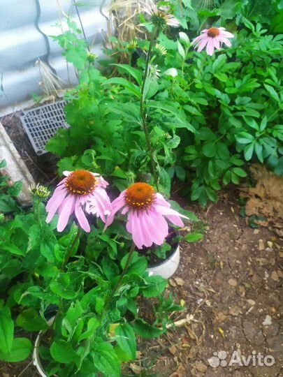 Эхинацея, хоста