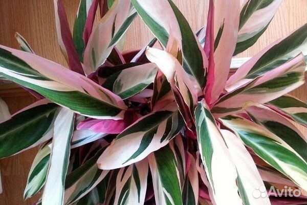 Строманта триколор