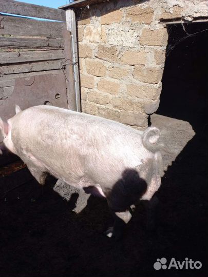 Хряк ландрас