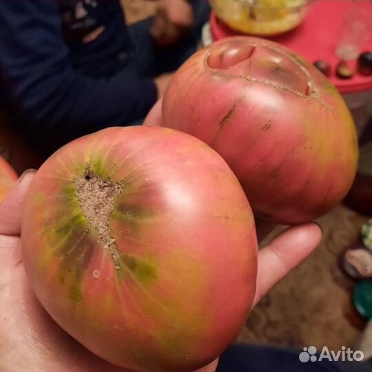 Семена томатов и перцев