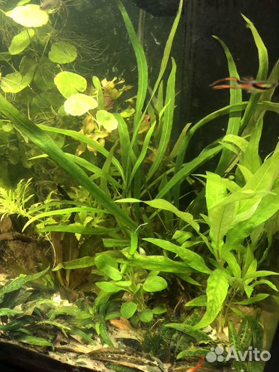 Криптокорина, погостемон роголистник и др для