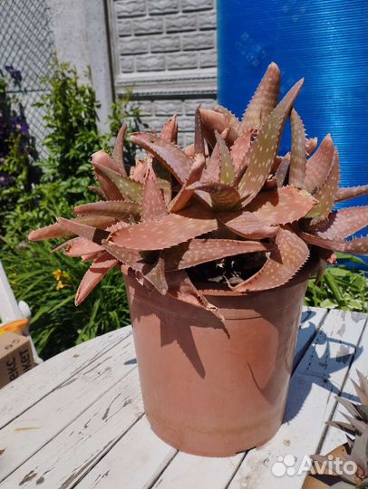 Суккуленты Алое бордовый, хавортия извилистая