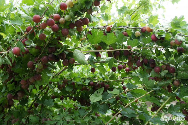 Саженцы крыжовника