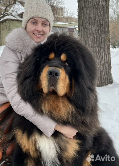 Тибетский мастиф щенки