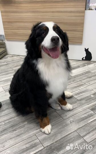 Стрижка собак/кошек Груминг/Экспресс-Линька/Вычес