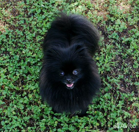 Девочка шпица