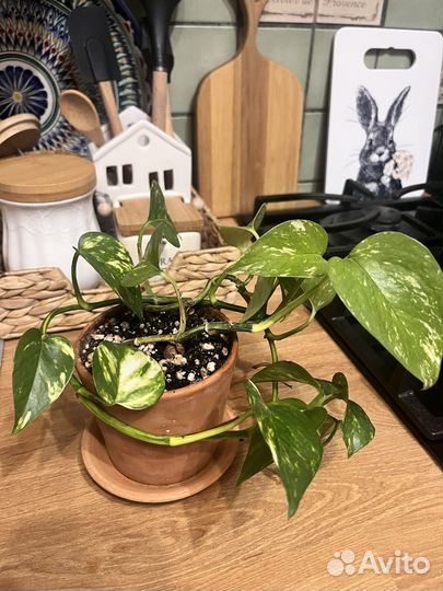 Сциндапсус