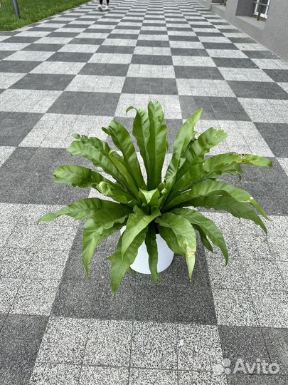 Крупный асплениум