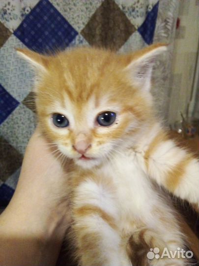 Котёнок подкидош девочка