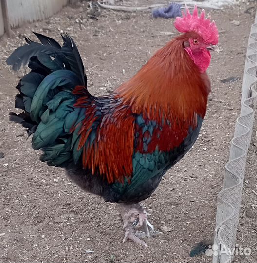 Петух маран чёрно-медный