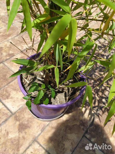 Бамбук морозостойкий