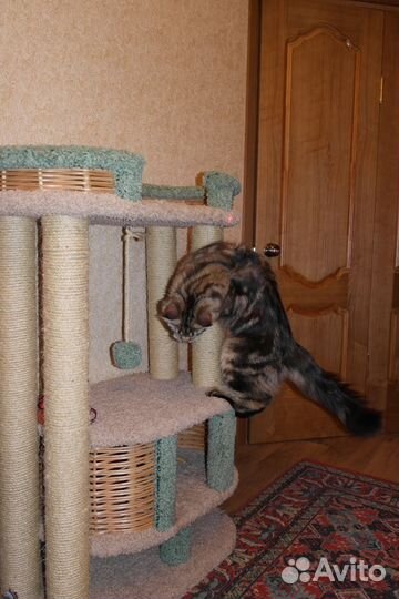 Кот мейн-кун ищет кошку для вязки