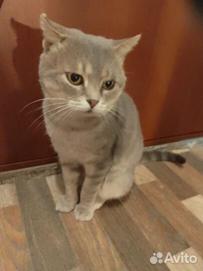 Котик в добрые руки