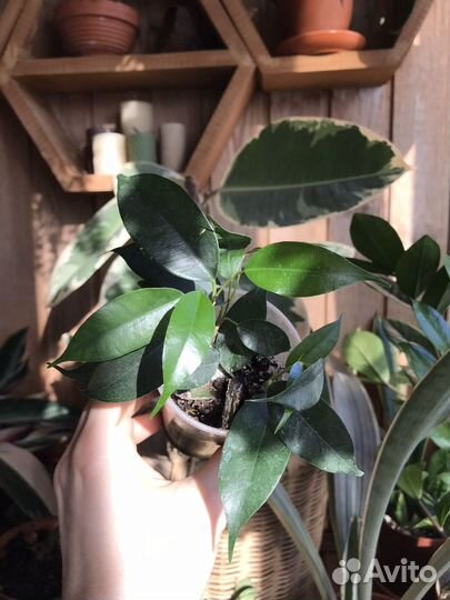 Комнатные цветы