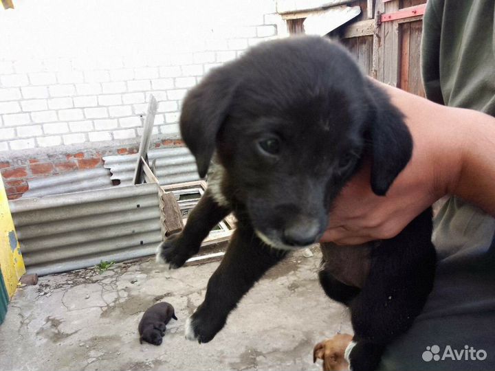 Собака в добрые руки отдам бесплатно