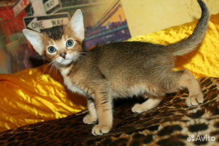 Абиссинский кот + бенгалка, ориенталка