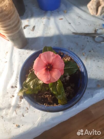 Катарантус