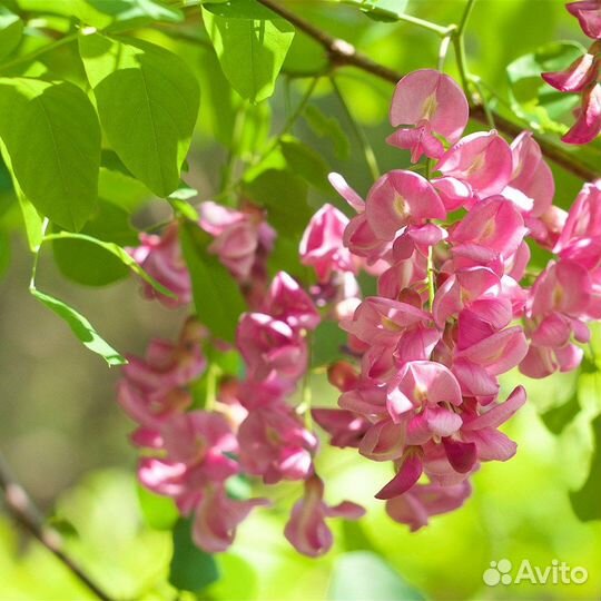 Робиния белая и розовая, семена