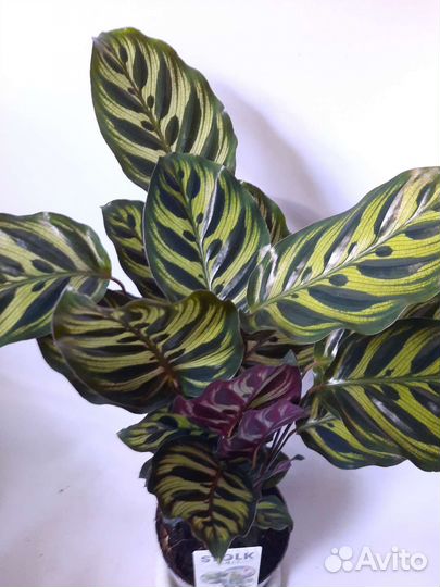 Калатея макояна