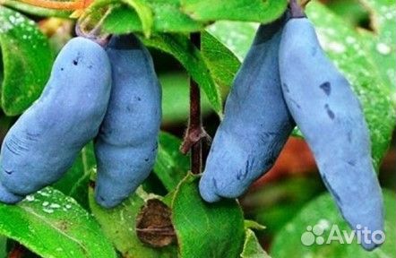 Саженцы жимолости