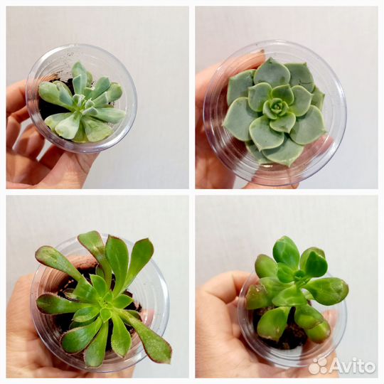 Комнатные растения. Комнатные цветы