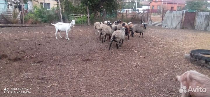 Овцы, бараны