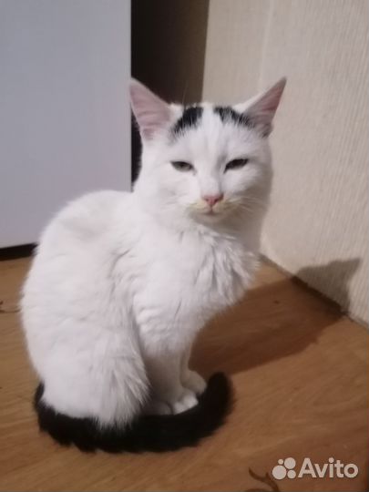 Кошечка найдёныш