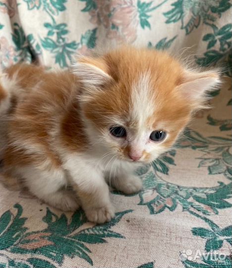 Домашние животные