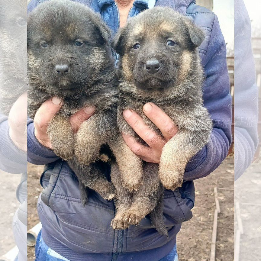 Продаются щенки немецкой овчарки