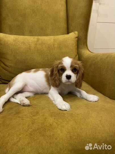 Щенки кавалер кинг чарльз спаниель