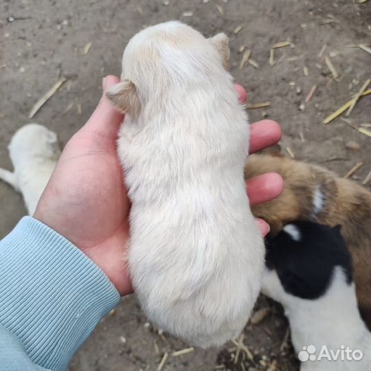Маленькая собака в добрые руки бесплатно