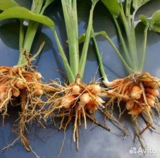 Корень куркумы