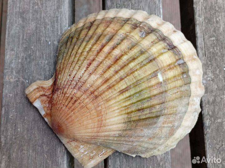 Ракушка статуэтка-тарелка для украшений