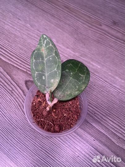 Хойи сортовые 2