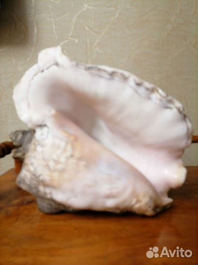 Ракушка СССР