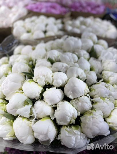 Букеты Пионов Цветы Розы с доставкой