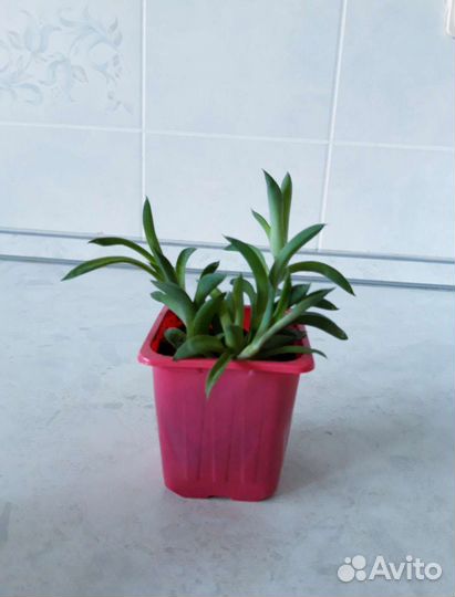 Хавортия травянистая