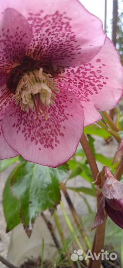 Многолетники в саду