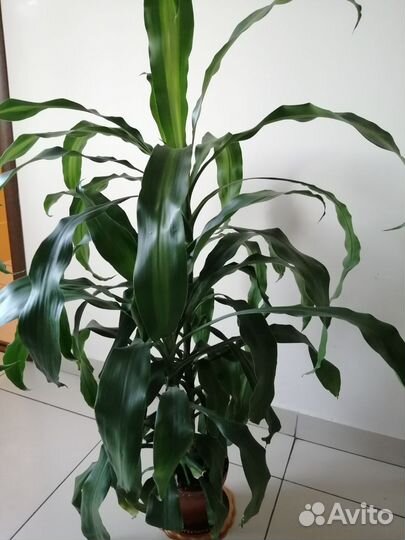 Драцена душистая