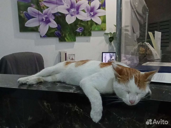 Кошка в дар бесплатно
