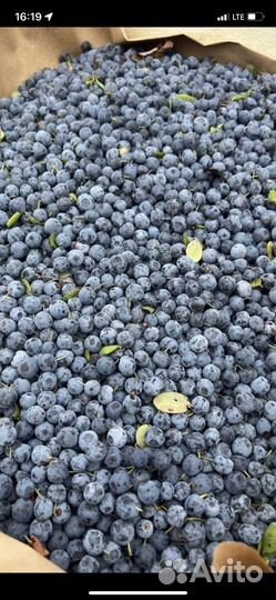 Голубика ягоды дикая